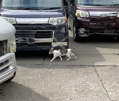 野良猫の写真